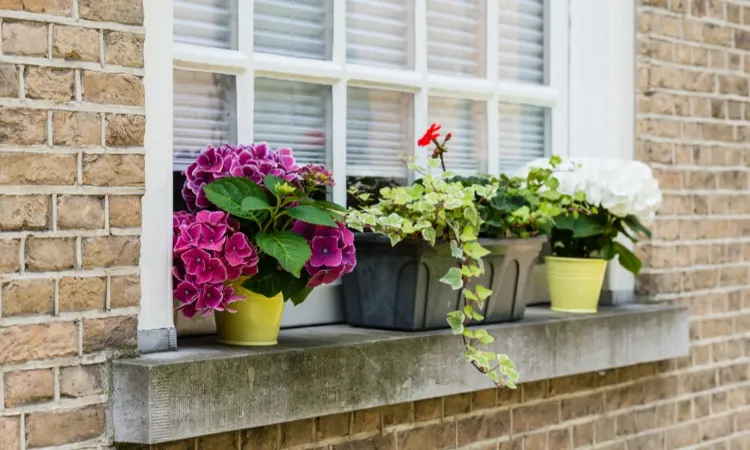 quelles plantes fleurs pour pots jardinières rebord fenêtre extérieur automne