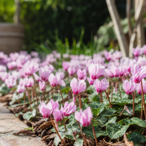quelles plantes pour un jardin fleuri toute l'année même en hiver espèces vivaces annuelles grimpantes sans entretien