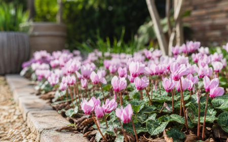 quelles plantes pour un jardin fleuri toute l'année même en hiver espèces vivaces annuelles grimpantes sans entretien