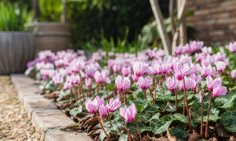 quelles plantes pour un jardin fleuri toute l'année même en hiver espèces vivaces annuelles grimpantes sans entretien