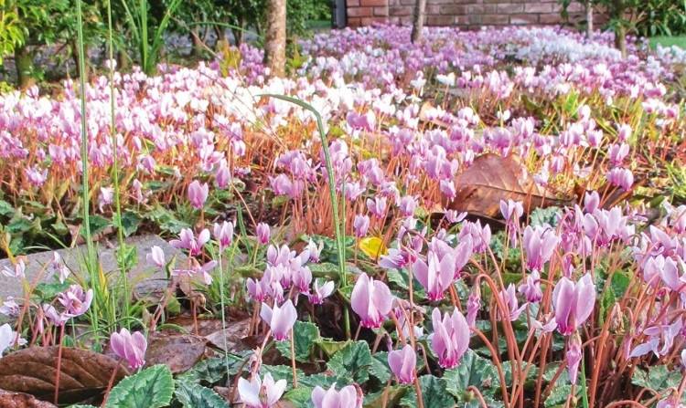 quelles plantes pour un jardin fleuri toute l'année même en hiver espèces vivaces annuelles grimpantes sans entretien