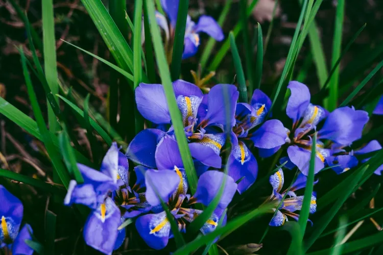 quels bulbes est il préférable de planter en septembre iris reticulata avides soleil sol bien drainé