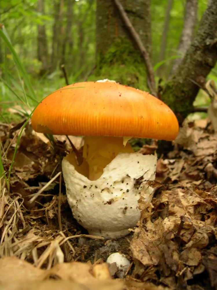 quels champignons comestibles d'automne ramasser en septembre amanide de césar oronge vraie