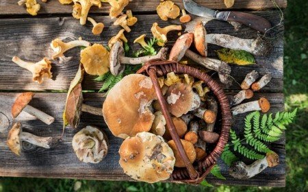 quels champignons ocmestibles d'automne en septembre octobre especes ramasser calendrier cueillir