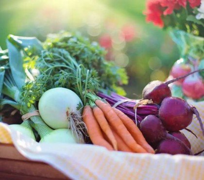 quels légumes planter en octobre carottes salades alliums radis oignons