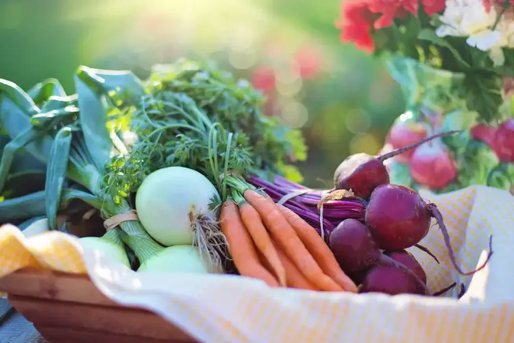 quels légumes planter en octobre carottes salades alliums radis oignons