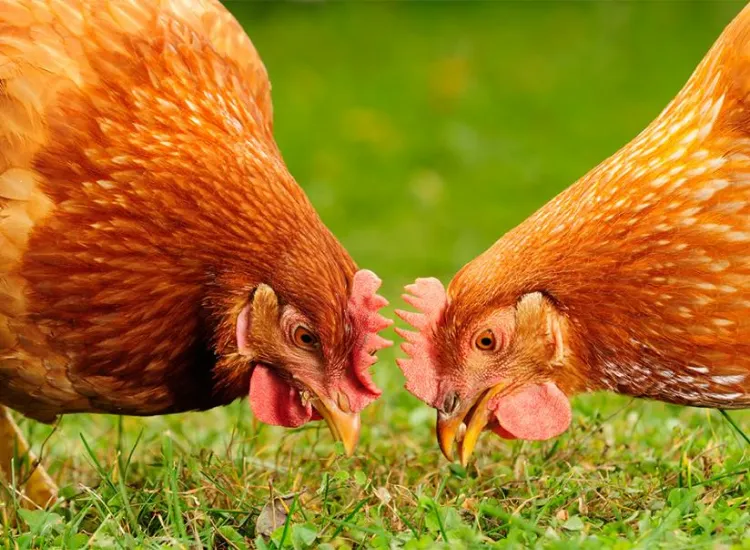 rafraîchir les poules en limitant l'alimentation
