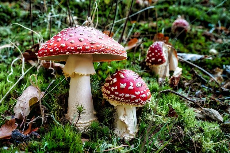 ramasser les champignons avec la lune