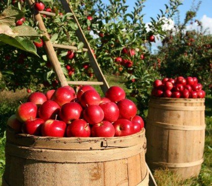 récolter les pommes