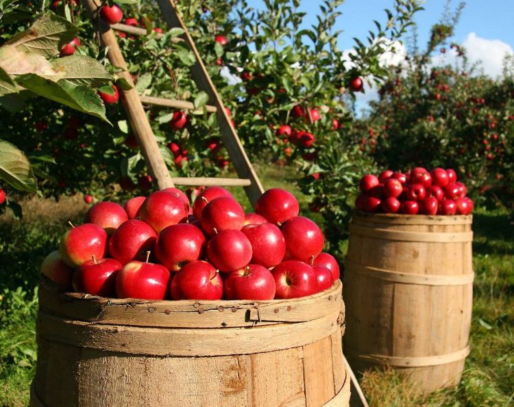 récolter les pommes