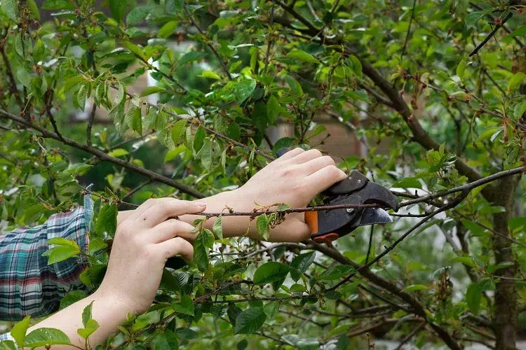 taille des arbres en septembre