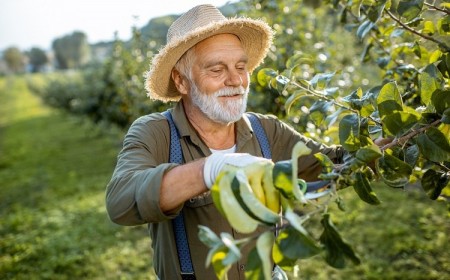 tailler le pommier en octobre