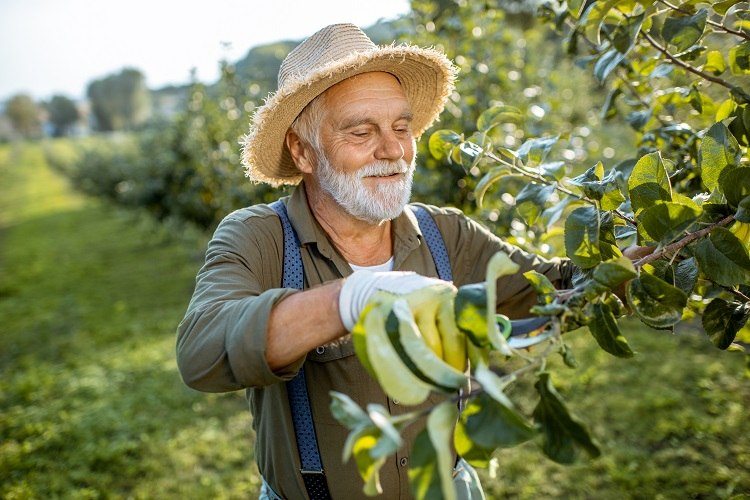 tailler le pommier en octobre