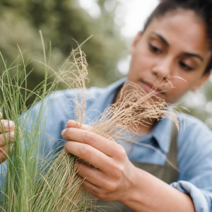 tailler les graminées cheveux d'ange jardin doit on