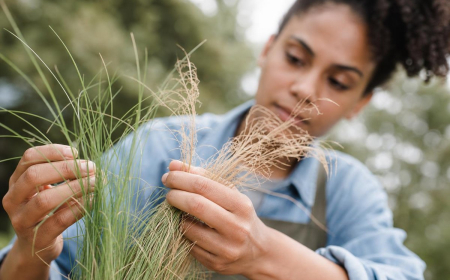 tailler les graminées cheveux d'ange jardin doit on