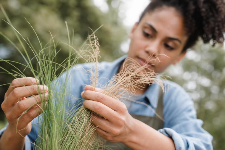 tailler les graminées cheveux d'ange jardin doit on