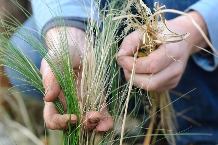 tailler les graminées cheveux d'ange jardin doit on