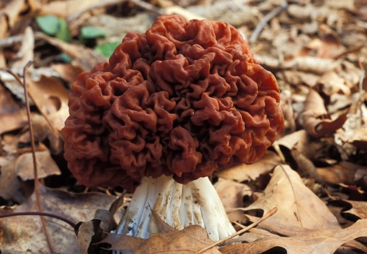 top champignons vénéneux toxiques france à éviter danger intoxication humain chats chiens