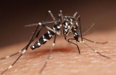 traiter une invasion de moustiques