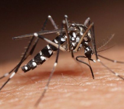 traiter une invasion de moustiques