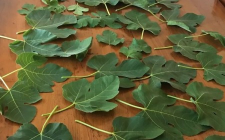utilisations feuilles de figuier fraîches sèches cuisine jardin santé bien etre