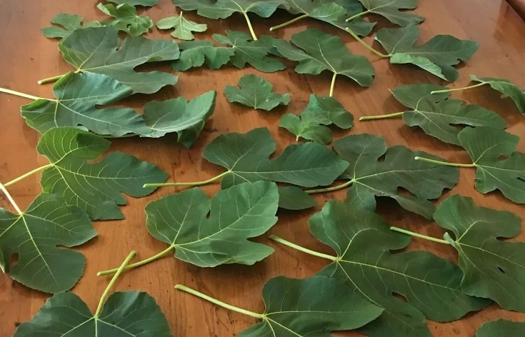 utilisations feuilles de figuier fraîches sèches cuisine jardin santé bien etre