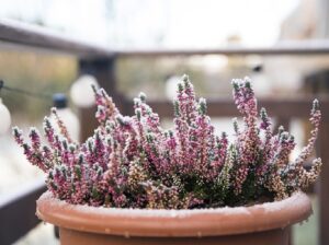 vivaces annuelles fleurs meilleures plantes en bac extrêmement rustiques et résistantes au froid gel vent hiver balcon extérieur