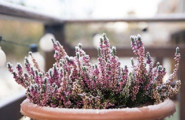 vivaces annuelles fleurs meilleures plantes en bac extrêmement rustiques et résistantes au froid gel vent hiver balcon extérieur