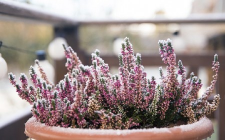 vivaces annuelles fleurs meilleures plantes en bac extrêmement rustiques et résistantes au froid gel vent hiver balcon extérieur