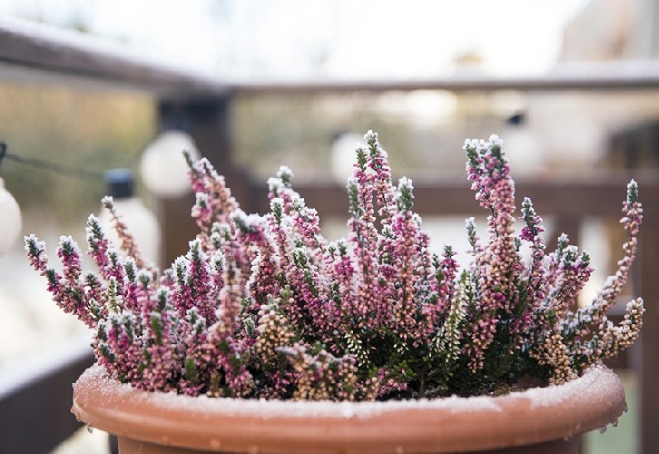 vivaces annuelles fleurs meilleures plantes en bac extrêmement rustiques et résistantes au froid gel vent hiver balcon extérieur