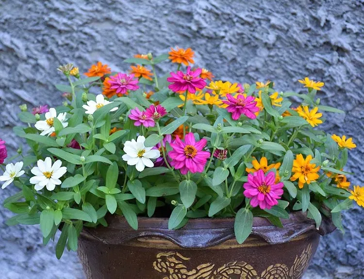 zinnia en pot plantes fleurs vivaces annuelles feuillage persistant pour des jardinieres d'automne sans entretien
