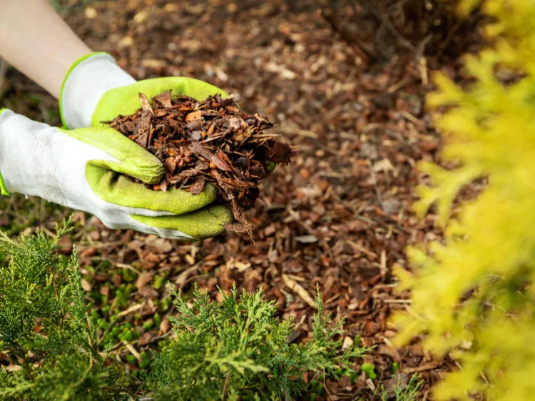 comment attirer les vers de terre dans son jardin pailler le sol améliorer engrais naturel