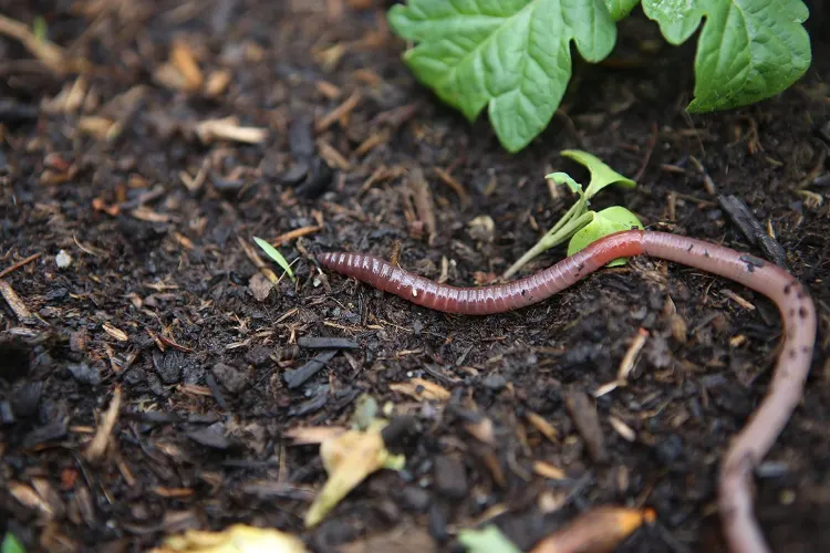 comment attirer les vers de terre dans son jardin potager fertilite pailler sol conseils experts