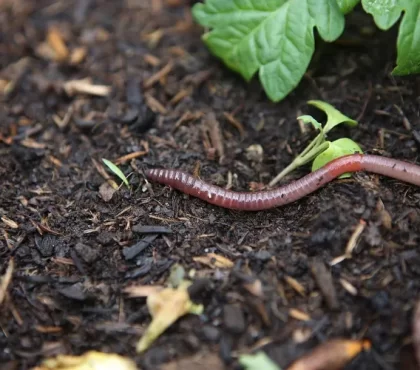 comment attirer les vers de terre dans son jardin potager fertilite pailler sol produits chimiques conseils experts