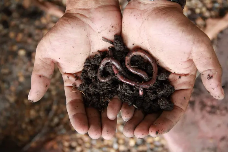 comment attirer les vers de terre dans son jardin potager fertilite pailler sol produits chimiques terre bienfaits