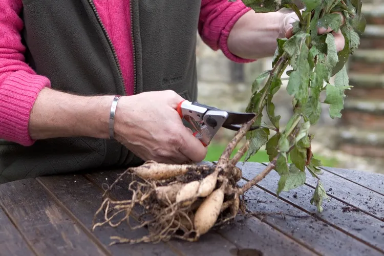 comment conserver les bulbes de dahlias pour l'hiver hiverner les plante conseils proteger froid gel arracher terre pot