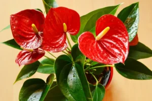 comment entretenir un anthurium dinterieur faire refleurir soif pot arrosage engrais maladies