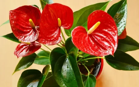 comment entretenir un anthurium dinterieur faire refleurir soif pot arrosage engrais maladies