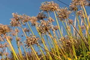comment et quand hiverner les agapanthes en pot ou en pleine terre