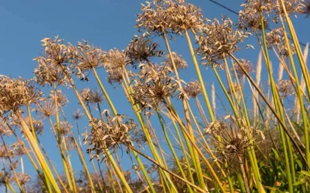 comment et quand hiverner les agapanthes en pot ou en pleine terre