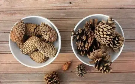 comment faire ouvrir des pommes de pin