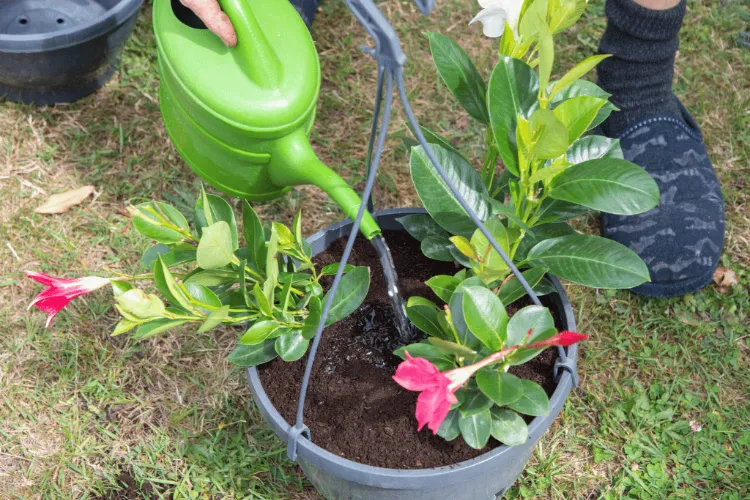 comment faire pour garder un dipladénia l'hiver pourquoi le dipladenia perd ses feuilles seches taches maladies 