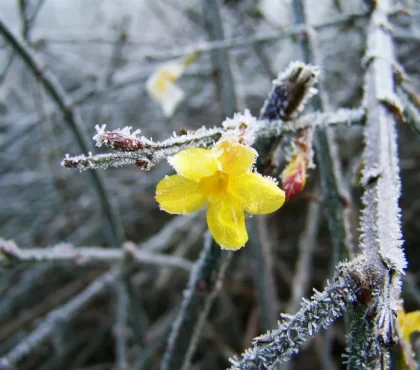 comment hiverner le jasmin proteger froid gel étoilé terre pot arrosage