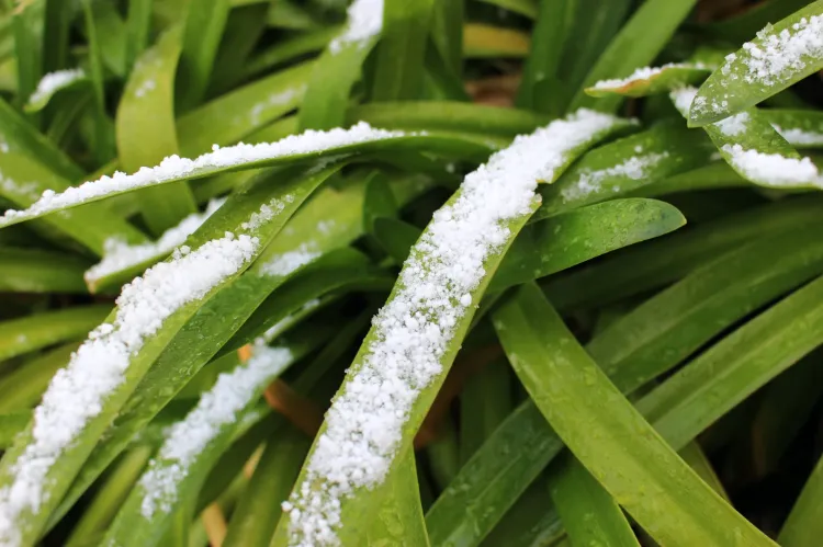 comment hiverner les agapanthes proteger gel pot terre grillage sol drainé bleu feuilles