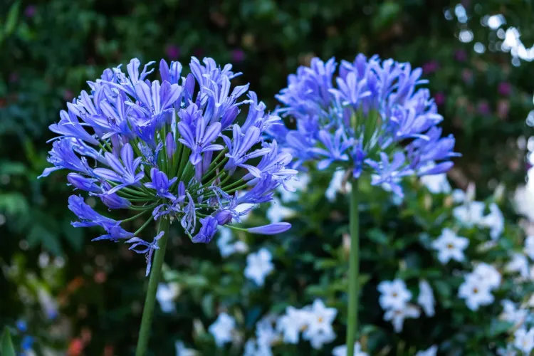 comment hiverner les agapanthes proteger gel pot terre grillage sol drainé