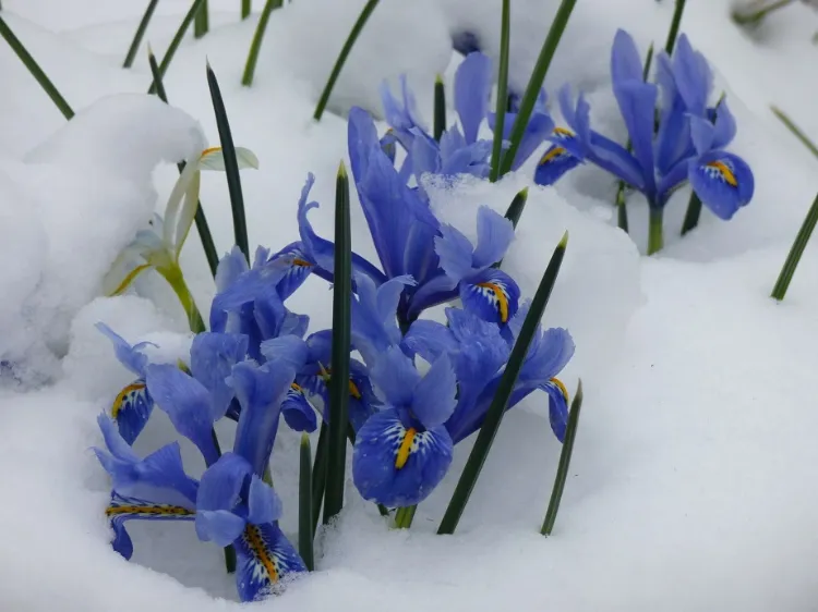 comment hiverner l'iris bleu proteger gel froid terre rhizomes barbus bulbeux