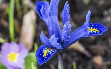 comment hiverner liris methodes proteger gel froid terre rhizomes barbus bulbeux jardin fleur