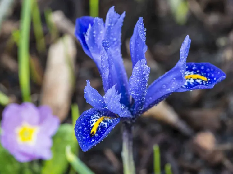 comment hiverner liris methodes proteger gel froid terre rhizomes barbus bulbeux jardin fleur violette bleu