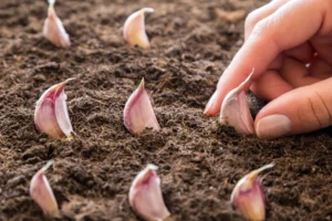 comment planter de l'ail légume a bulbe plenne terre pot hiver décembre