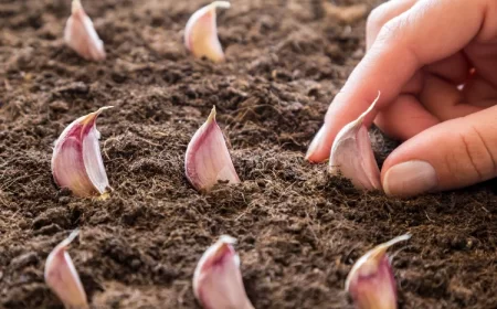comment planter de l'ail légume a bulbe plenne terre pot hiver décembre